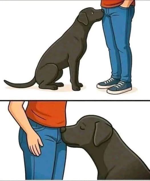 The Surprising Science Behind Why Dogs Sniff Humans – AlphCommunity